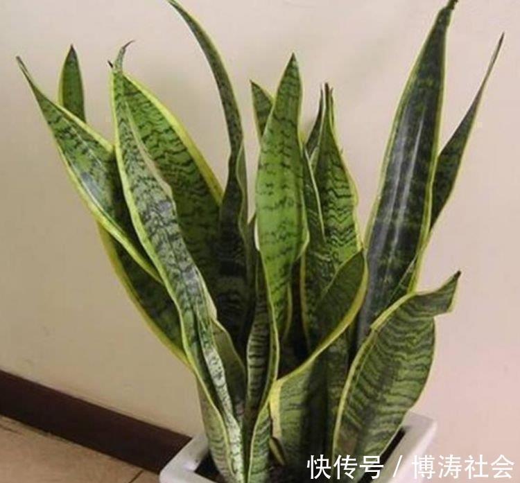 三氯乙烯|客厅最适合养上4种花,叶子油绿、吸甲醛,植株漂亮上档次