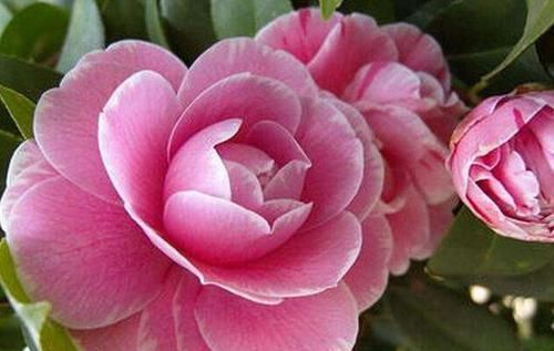  拥有|超优秀的4种花，花期超长，观赏价值高，值得拥有