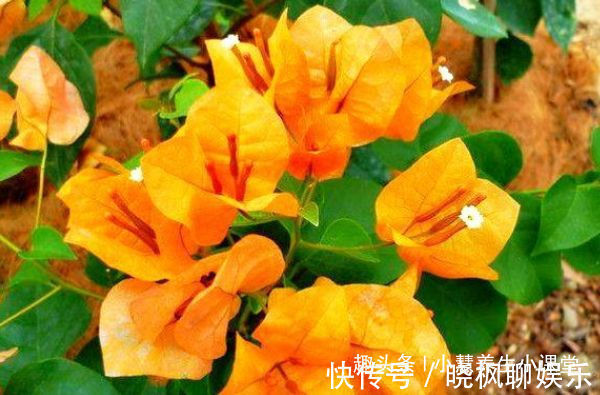 喜欢三角梅，就养盆“开花机器”柠檬黄三角梅，花开爆盆成花树！