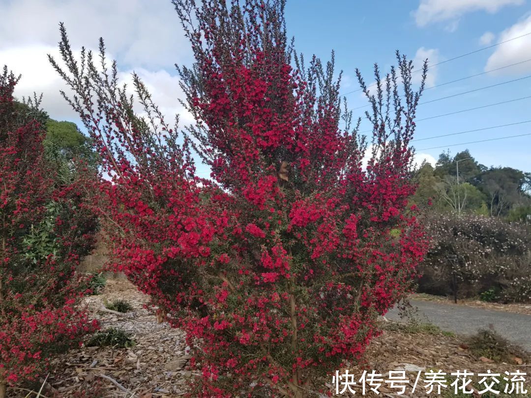 松红梅|松红梅能花开半年，花叶清香，但你家真的适合养吗？