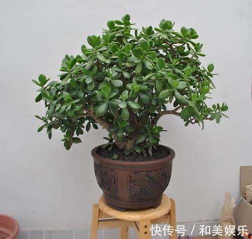 老桩|养了2年的玉树，轻松长成传家宝，掌握这个技巧，你也可以！