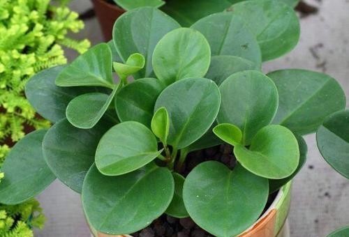  豆瓣|养好豆瓣绿，这些方法都是老师傅传授的