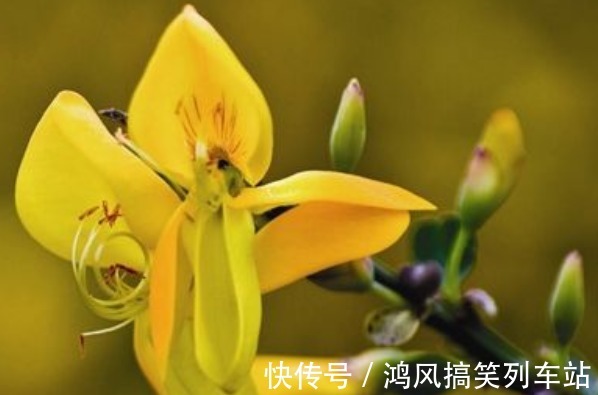 食用|可以食用的9种花草,最好在卧室放一盆,不但好看还好吃