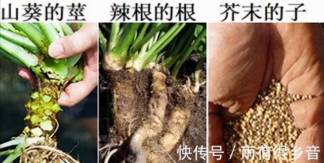 芥末是什么制作的为啥叫“芥末”涨知识了！