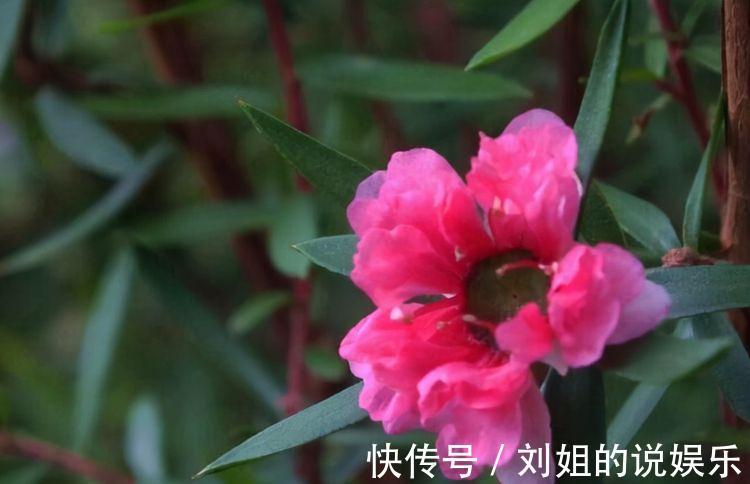 农历10月2日霜降后，养什么花？以下3种花，五福临门平安幸福