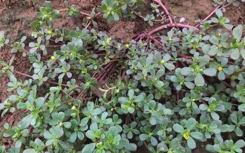 女性想要抗衰老，三种食物换着吃，养护肝脏，调理气色，早吃早好