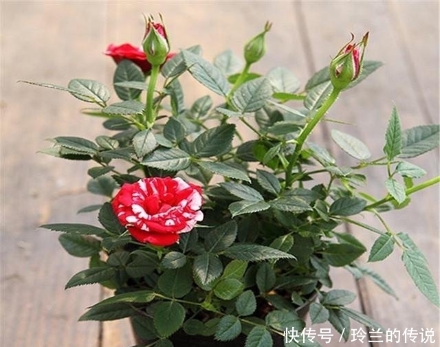 月季养了大半年还不开花?老园丁的1绝招,一年四季花开到爆盆