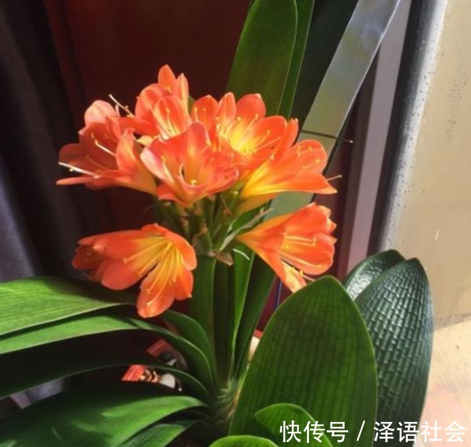 家中养君子兰，学会4个“方法”，叶片整齐油亮，棵棵开花大又艳