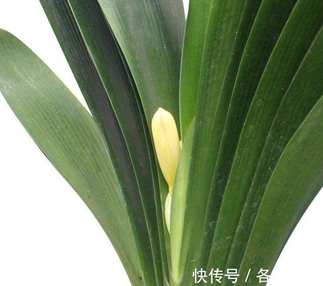 认清君子兰的“开花之道”讲究大！从此年年开花，从不夹箭！