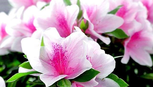 为什么邻居家的杜鹃花一年开几次花杜鹃花盆栽叶片有黑点的原因