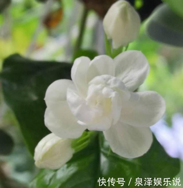 枝条|不会养茉莉花,就按4步走,叶片不发黄,花苞爆满盆