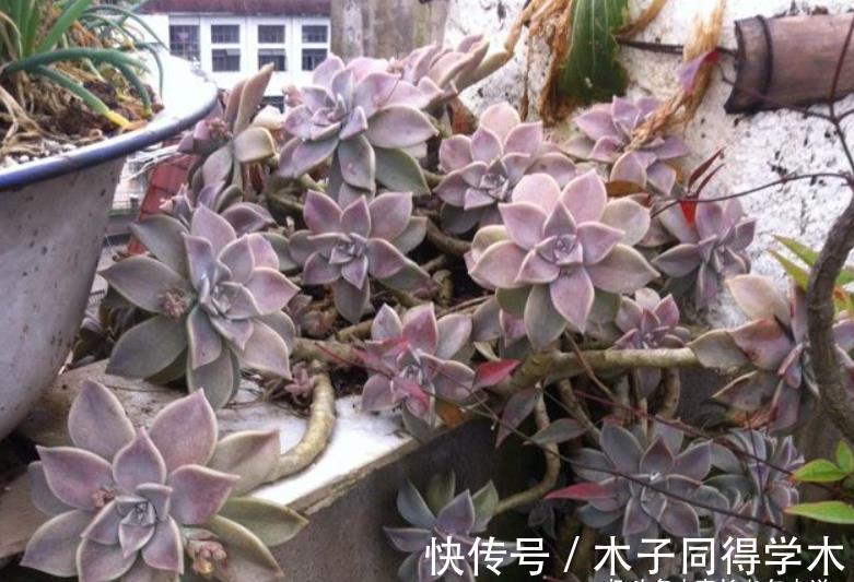 养护|胧月这样皮实的多肉还怕水浇多了？别担心，稍微处理一下就好啦