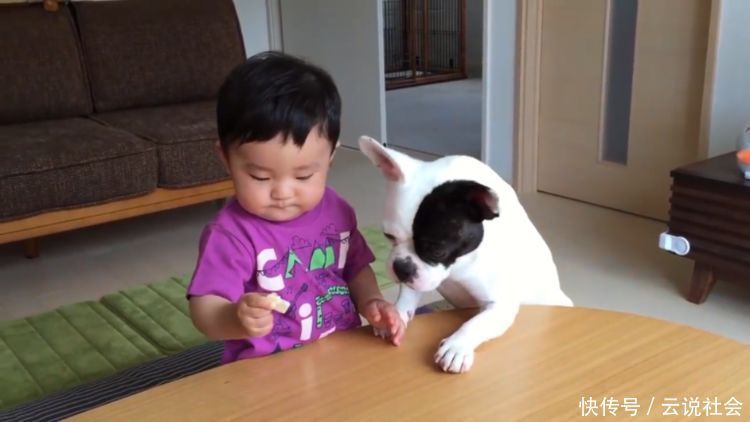 狗狗|狗狗抢走宝宝的饼干,惹得宝宝大哭不止,可它却叫得比宝宝还委屈