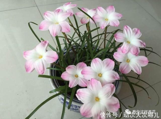 惊艳|这种球乱养都能活,丢盆里1个月开花,开花太惊艳