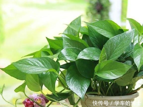 养绿萝也有“小技巧”,学会这3招,黄叶无处逃,轻松变成绿瀑布!