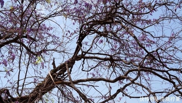 山西千年紫藤“龙蛇缠绕”古树，紫花冠顶成奇观，看美成啥样