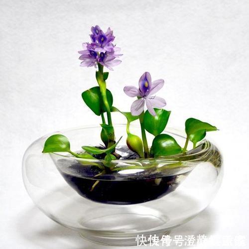 小苗|家庭养6种花“要当心”,容易出现“生物入侵”,天天起来要清理