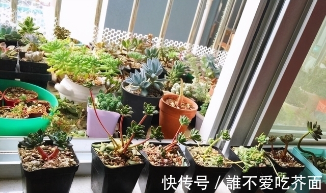 根系|多肉有“三怕”,入冬养护要避开,猛蹿芽冒新根,憋成群生肉墩子