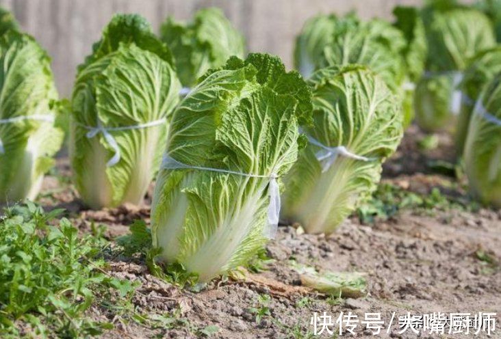 菜农|如何判断白菜有没有“喷甲醛”?菜农支招,牢记这3点,轻松避开