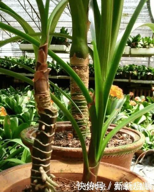 君子兰|婆婆在家种了10年君子兰,没想根茎比我手臂还粗开花开得好奇怪