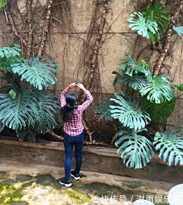 13种“阴冷花”,客厅没光照,长得更旺,越晒越难看