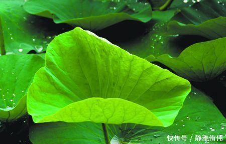 克星|不起眼的它,竟是湿气“大克星”,没事喝一杯,湿气祛得一干二净