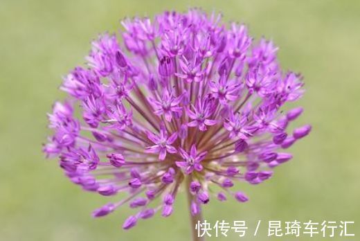 此花鲜艳、漂亮、斑谰雅洁、好养,养在客厅美极了,四季开花