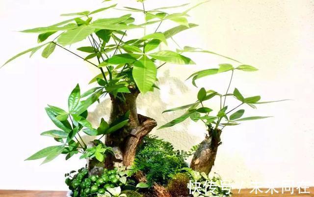 这5种盆栽植物掌握特性真的很好养：“人越懒花越旺”