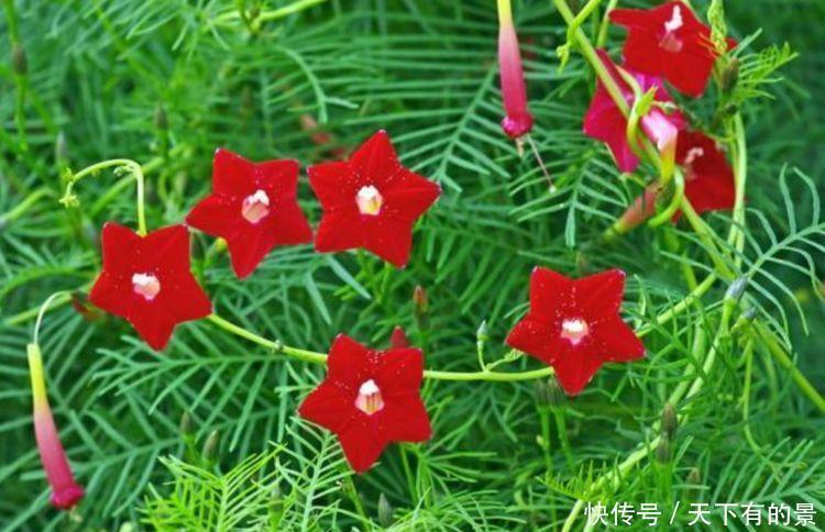 4种漂亮花,好养易活能爆盆,开花漂亮财运来,一养就上瘾