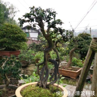 gt|什么绿萝、发财树都不如“2种树”,养人又旺财,1-2年成盆景