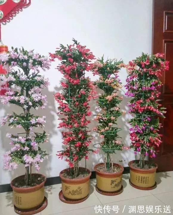 茶花蟹爪兰，喝点酒，喂点糟，晕晕乎乎就疯长，花开满枝头！