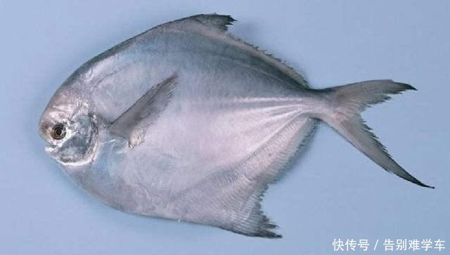 懂行的人买鱼专挑这4种鱼,无法人工养殖才更营养,贵的也值