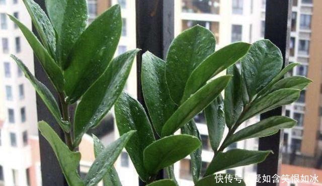 浇水|客厅养护“金钱树”，2个方法学好了，16天冒新芽，植株变高！