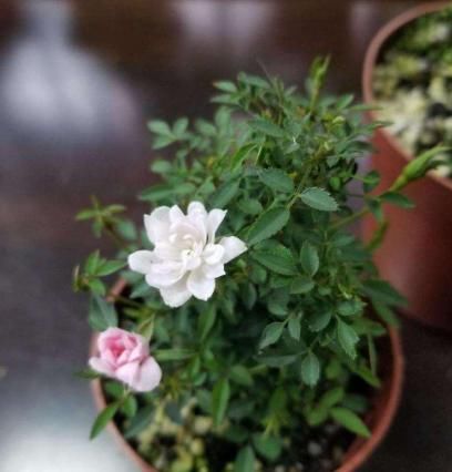 喜欢月季花 养上一盆 姬乙女 迷你超可爱 花量大的惊人 快资讯