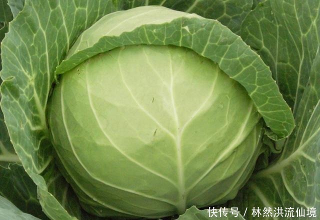 发育|天然的“叶酸”找到了，孕妇平时敞开吃，或对胎儿的发育有好处