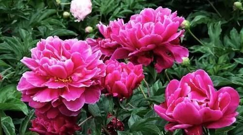 吉祥花|古人最喜欢的8种“吉祥花”,养一盆日子越过越舒心