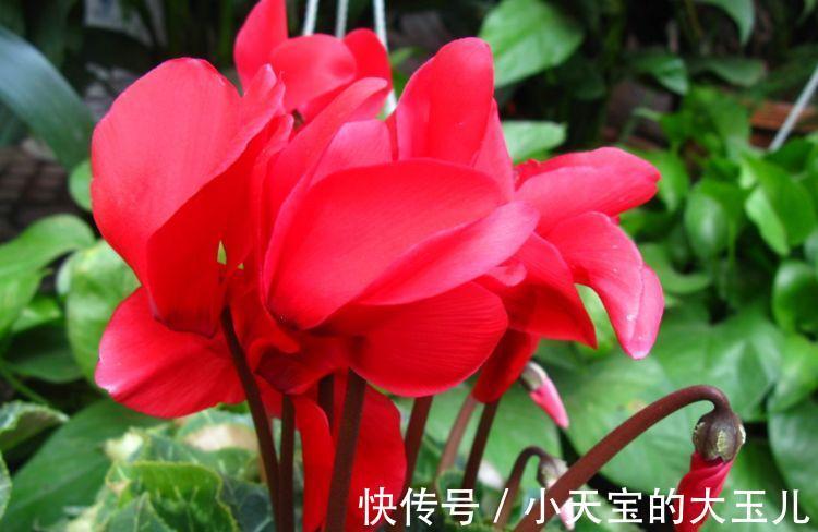 花卉|农历十月初四立冬后，养什么花？以下3种花，一帆风顺财源滚滚