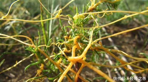 补肾|农村这种野草很厉害,人称“豆阎王”,豆子最怕它,却是补肾良药