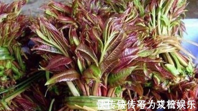 蕨菜|这几种野菜城市人估计连名字都叫不上来,你们有没有吃过
