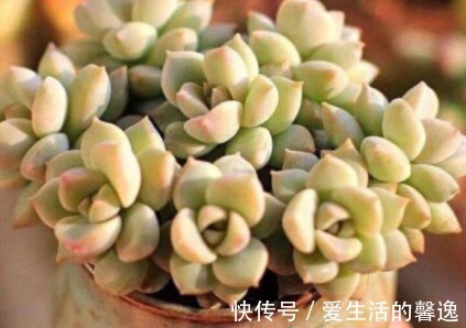 牡丹叶|多肉白牡丹如何叶插才能越长越旺盛 这三个小妙招送给你