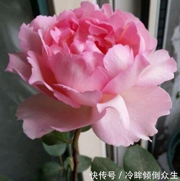 观赏价值|“4种花”养家里,一开就是300天,日子红火财运滚滚,好看极了