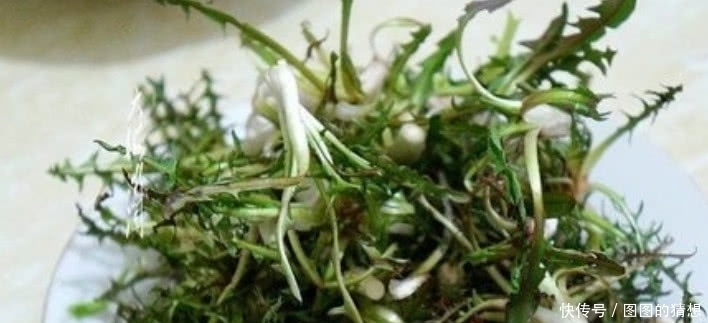 蒲公草|农村这植物被称为“草药皇后”根茎极为珍贵,外面一斤20元