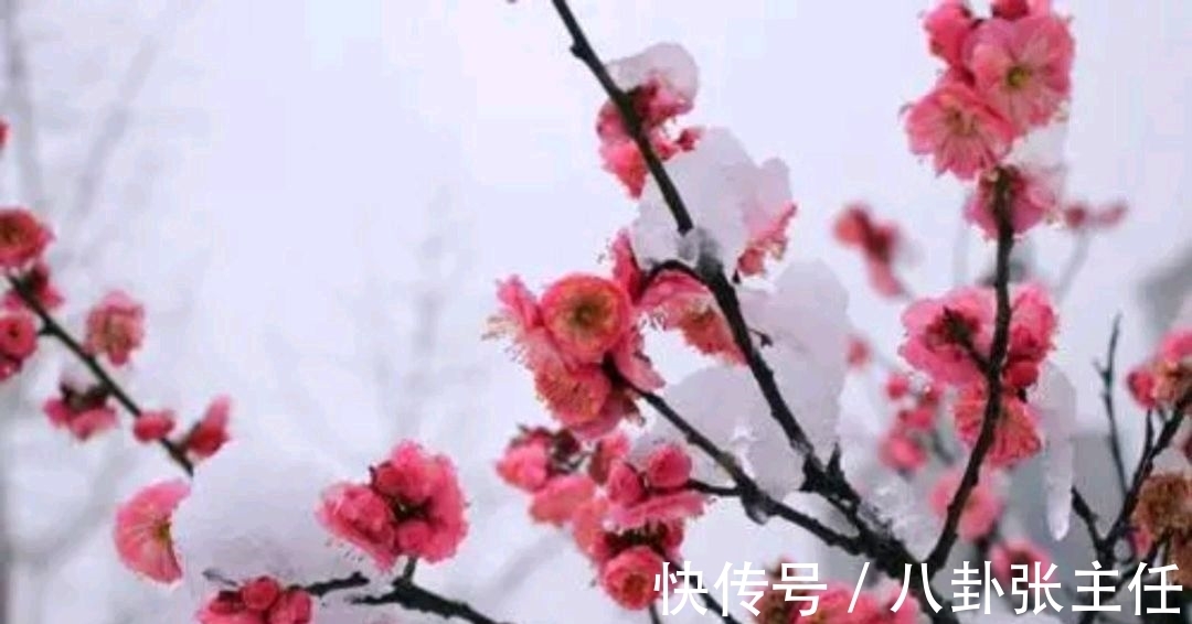 争锋$野渡征联:梅雪争锋春设局,征对下联