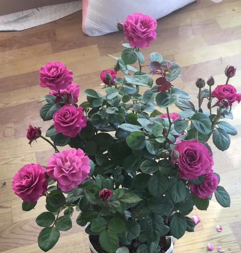 杀虫剂有害健康,养花就该巧用这些手段消灭害虫,保护环境