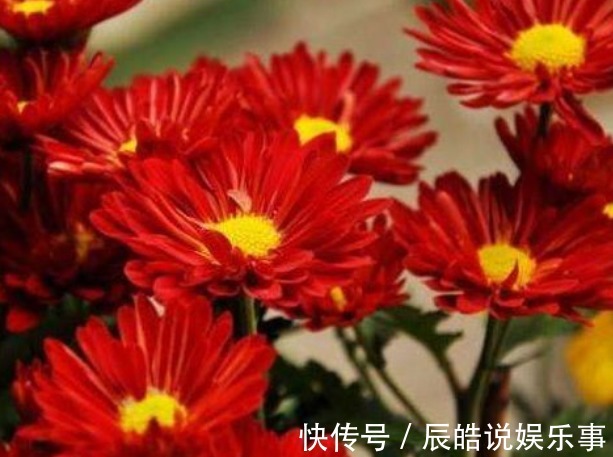 新手养花,不如养盆花中精品“小红菊”,花色红艳似火