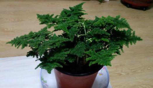 养殖花卉关键得选对花盆错了，会给植物带来3点''致命伤''