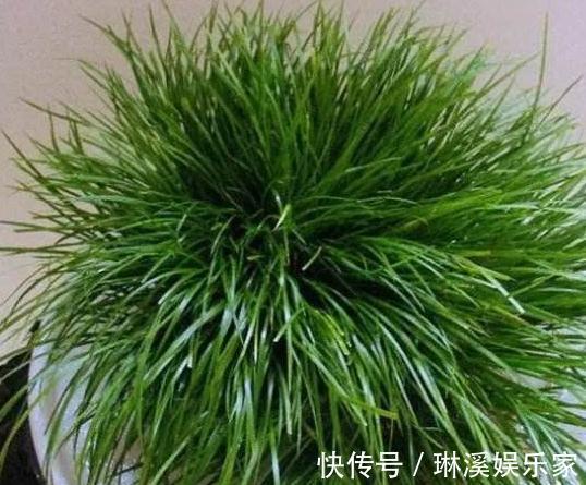 花朵|“3种花”一浇水就能活,客厅养一盆,花朵一开就成“瀑布”