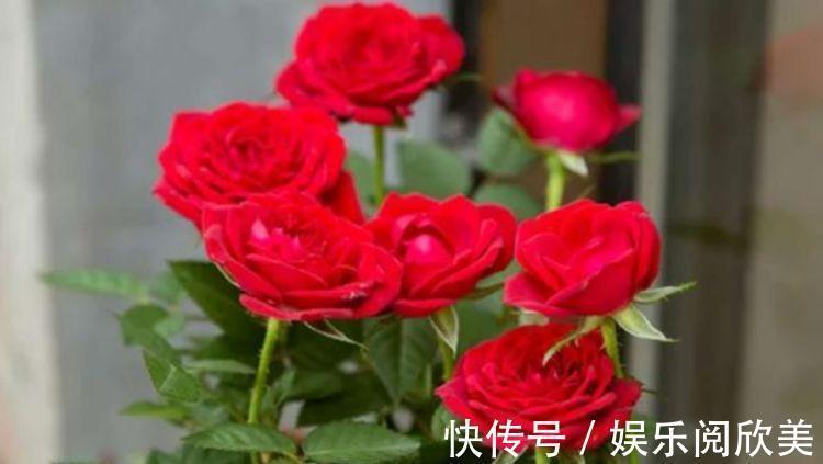 米兰花米兰花|家里就养4种花，耐旱又耐晒，花开就爆盆，一年四季都赏花