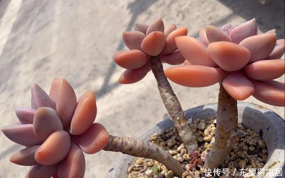 多肉中的“战斗鸡”,寒冬腊月也疯长,一年长成小老桩