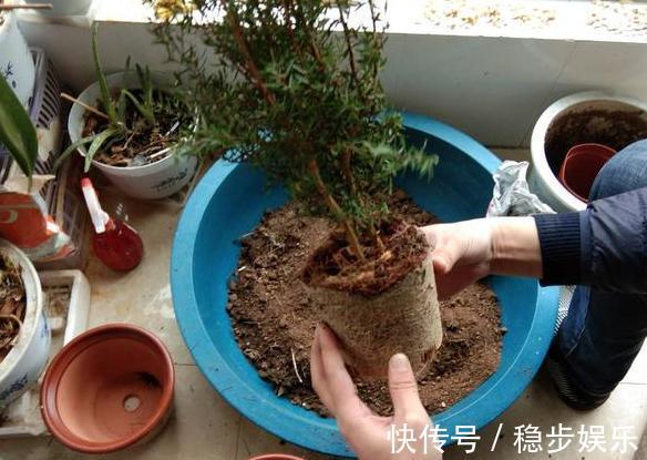 打算给花草换盆，却苦于没钱买营养土不怕，用这些废料就够了